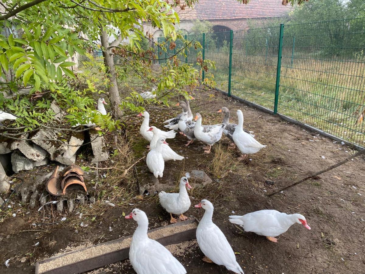 Ferienwohnung Auf Dem Bauernhof Cottbus Exteriér fotografie